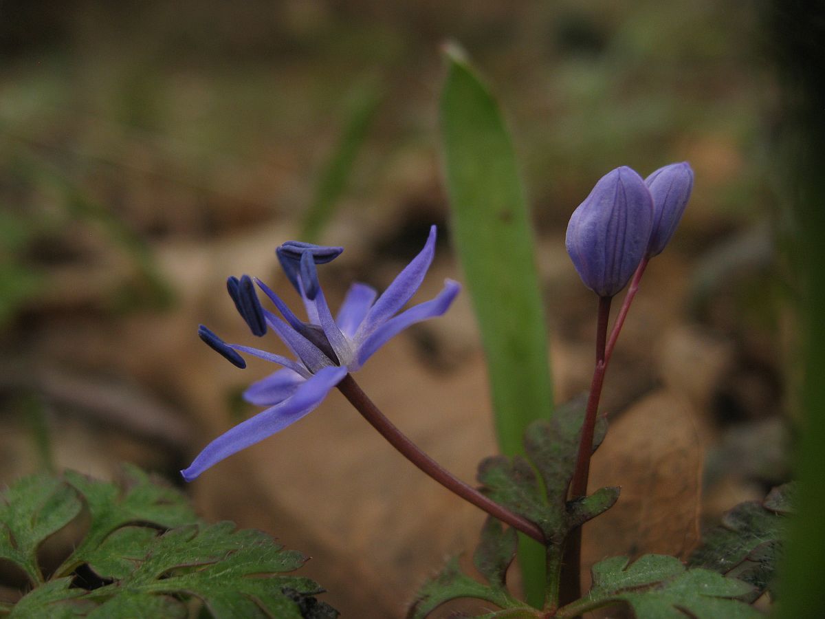 Scilla bifolia (door Hanneke Waller)