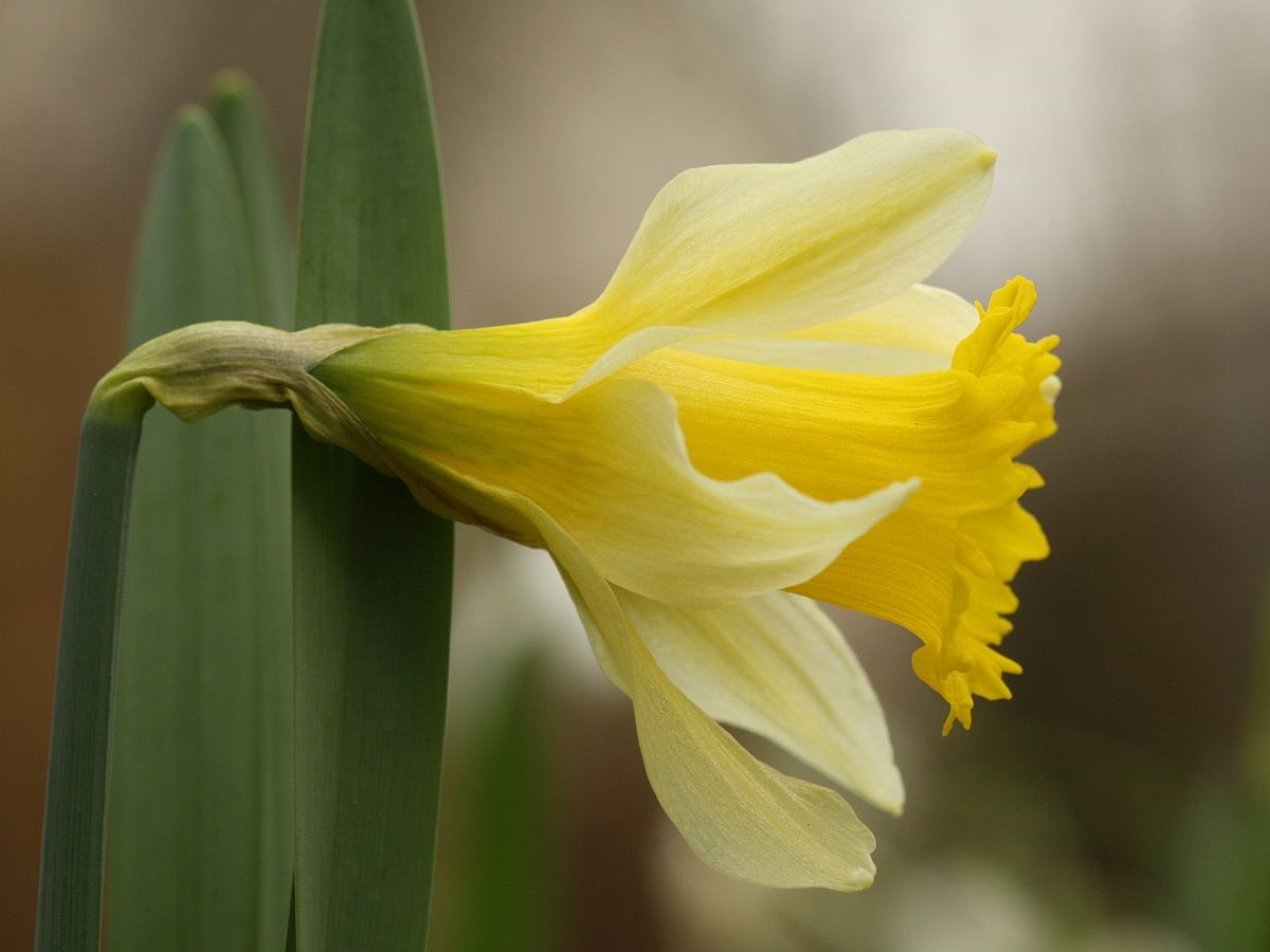 Narcissus pseudonarcissus subsp. pseudonarcissus (door Hanneke Waller)