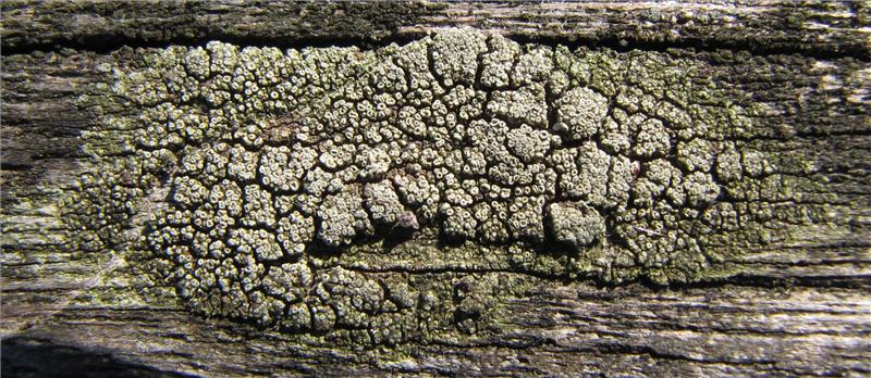 Lecanora varia (door Tom Damm)