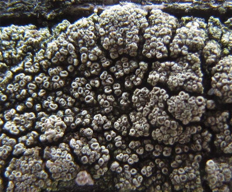 Lecanora varia (door Tom Damm)