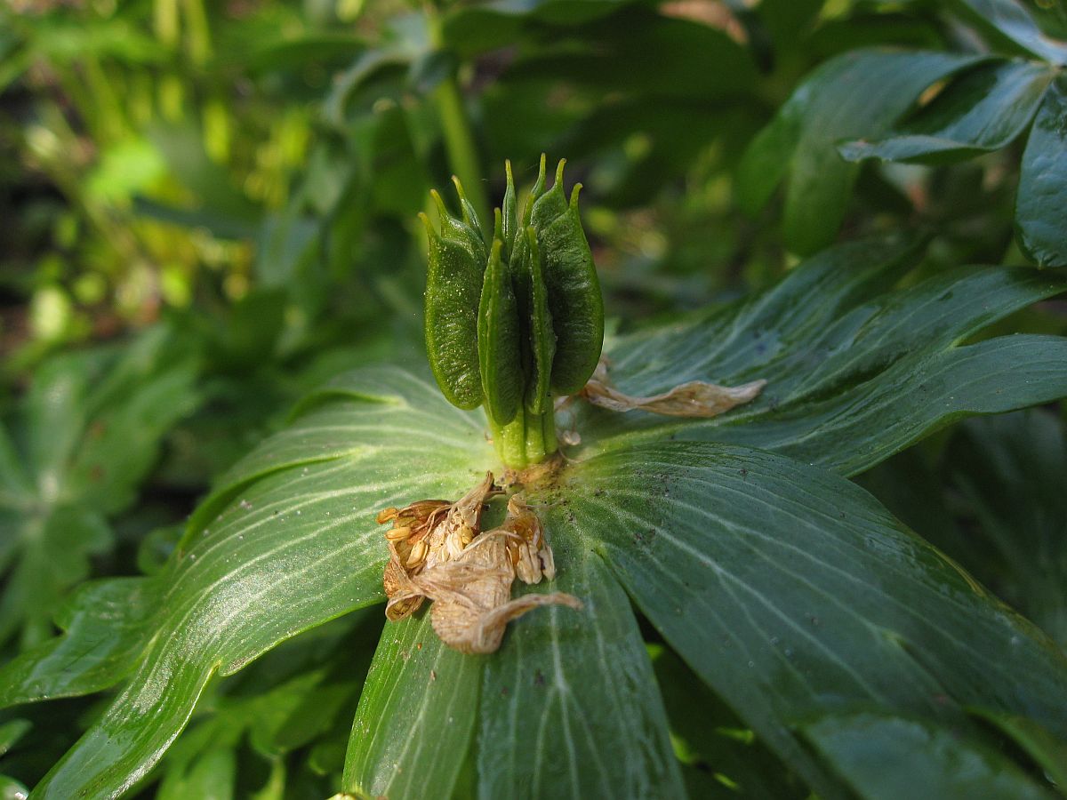 Eranthis hyemalis (door Hanneke Waller)