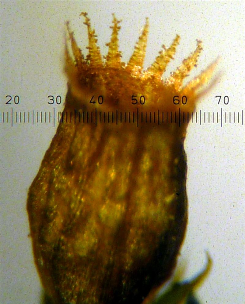Orthotrichum cupulatum (door Cor Nonhof)