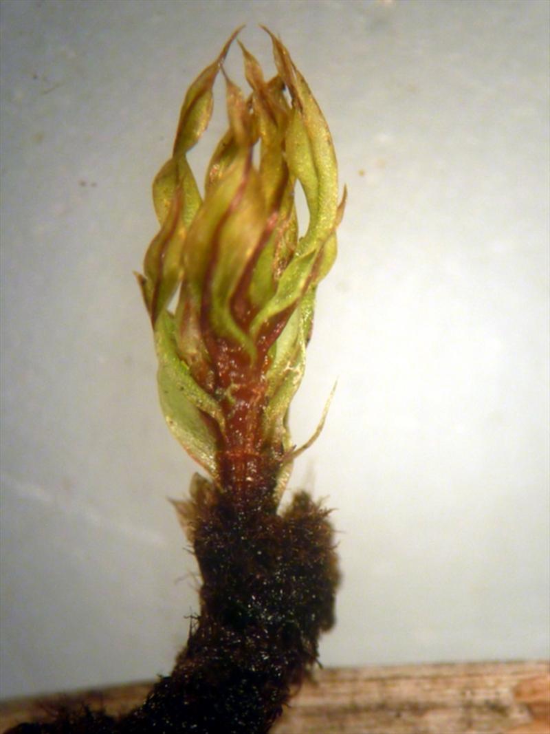 Bryum pseudotriquetrum (door Cor Nonhof)