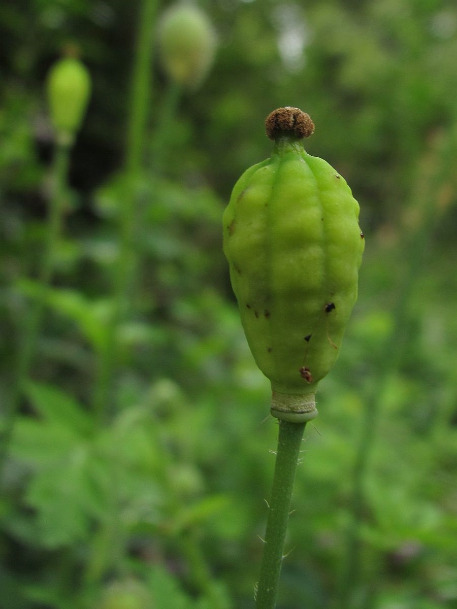 Papaver cambricum (door Hanneke Waller)