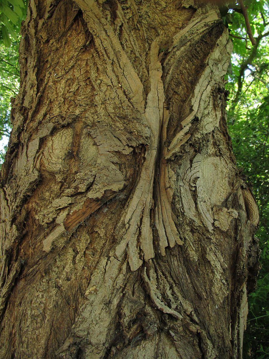 Pterocarya fraxinifolia (door Hanneke Waller)