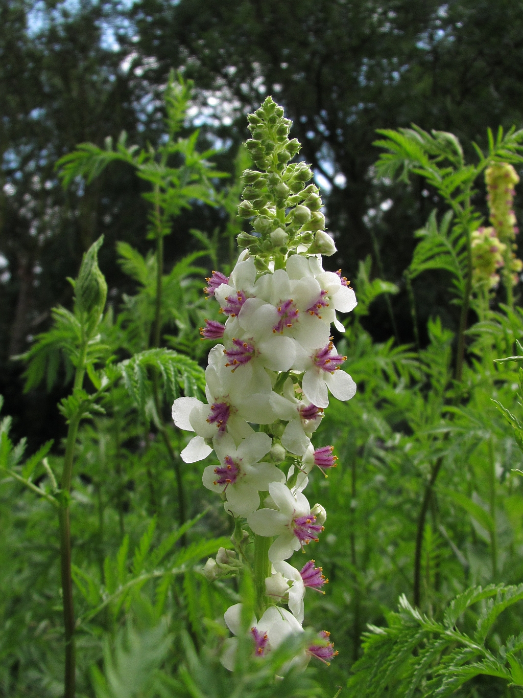 Verbascum nigrum (door Hanneke Waller)