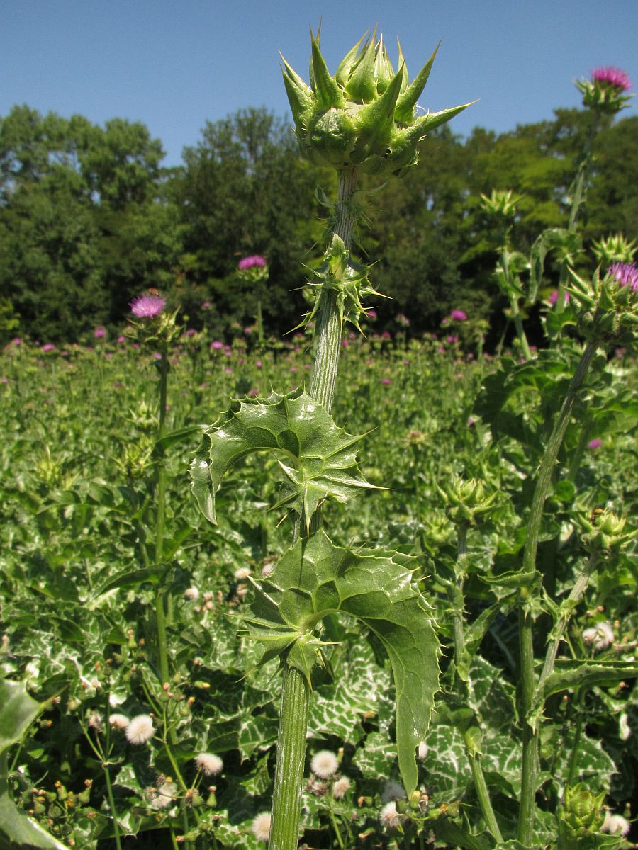 Silybum marianum (door Hanneke Waller)