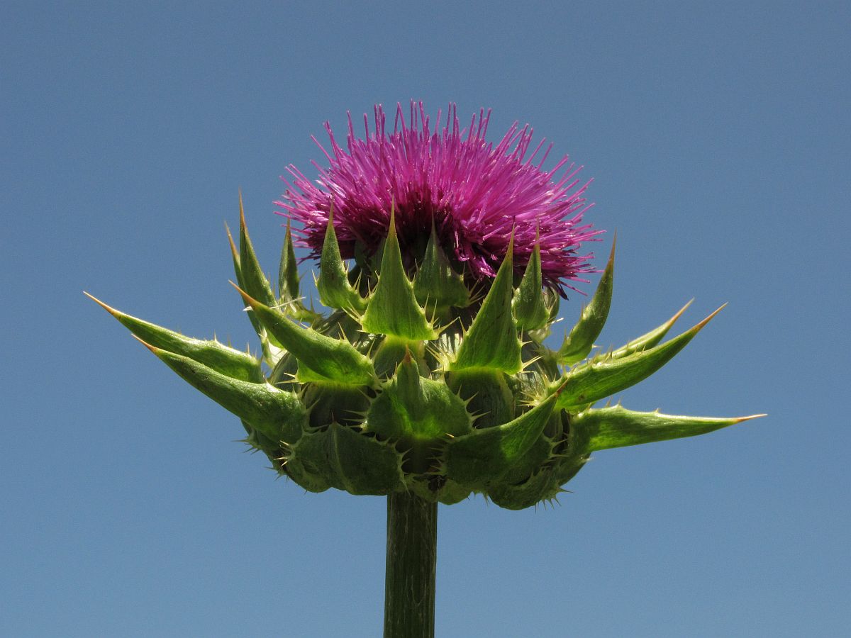 Silybum marianum (door Hanneke Waller)