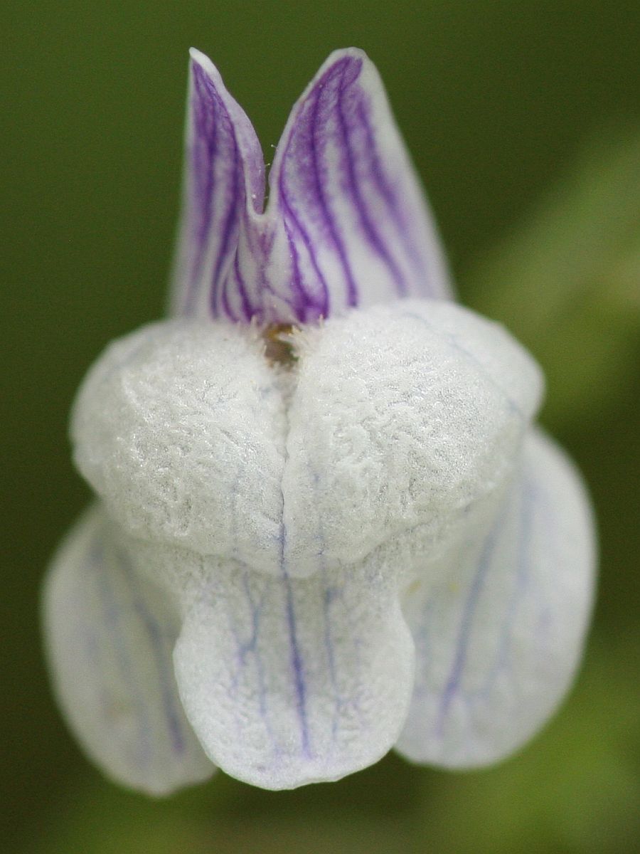 Linaria repens (door Hanneke Waller)