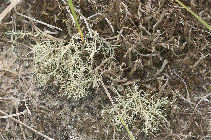 Usnea flavocardia (door Rense Haveman)