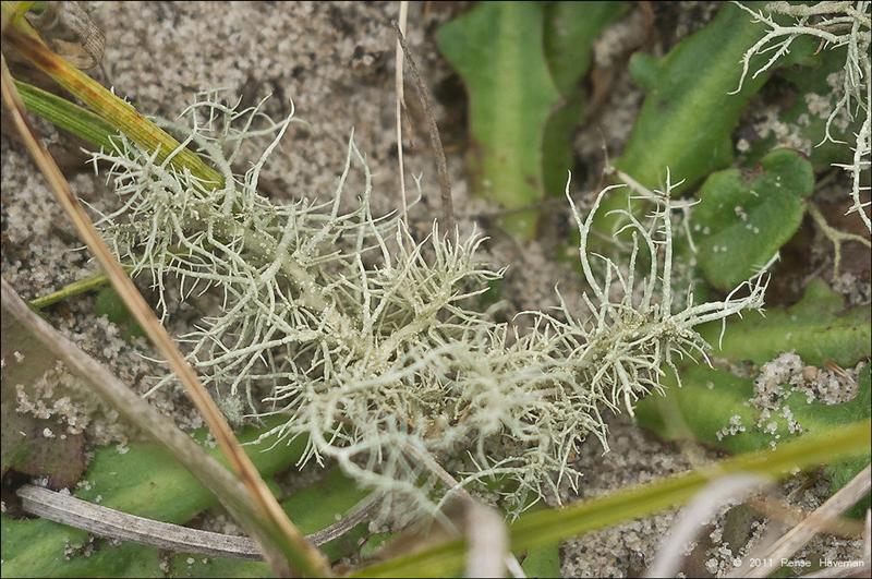 Usnea flavocardia (door Rense Haveman)