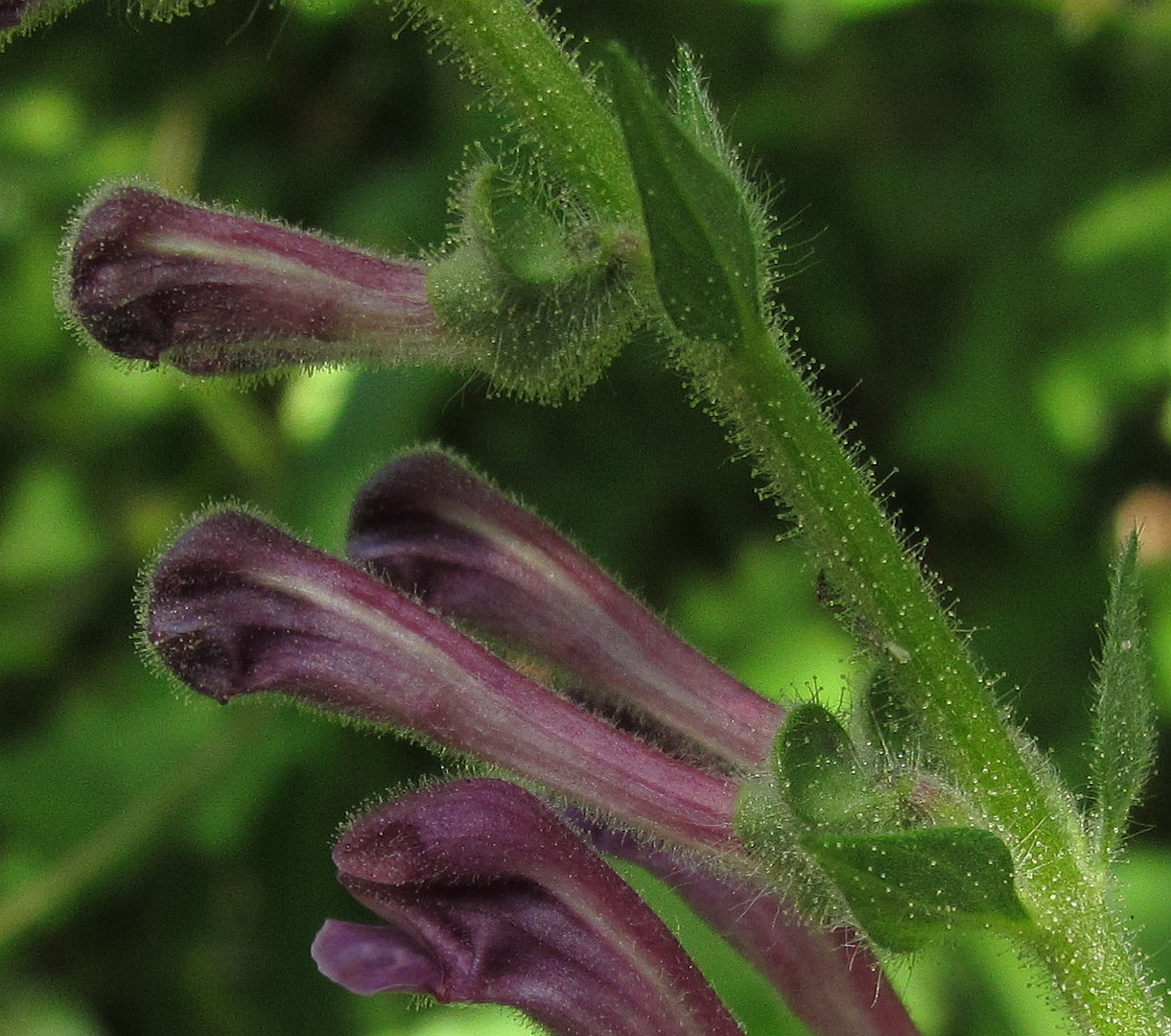 Scutellaria columnae (door Hanneke Waller)