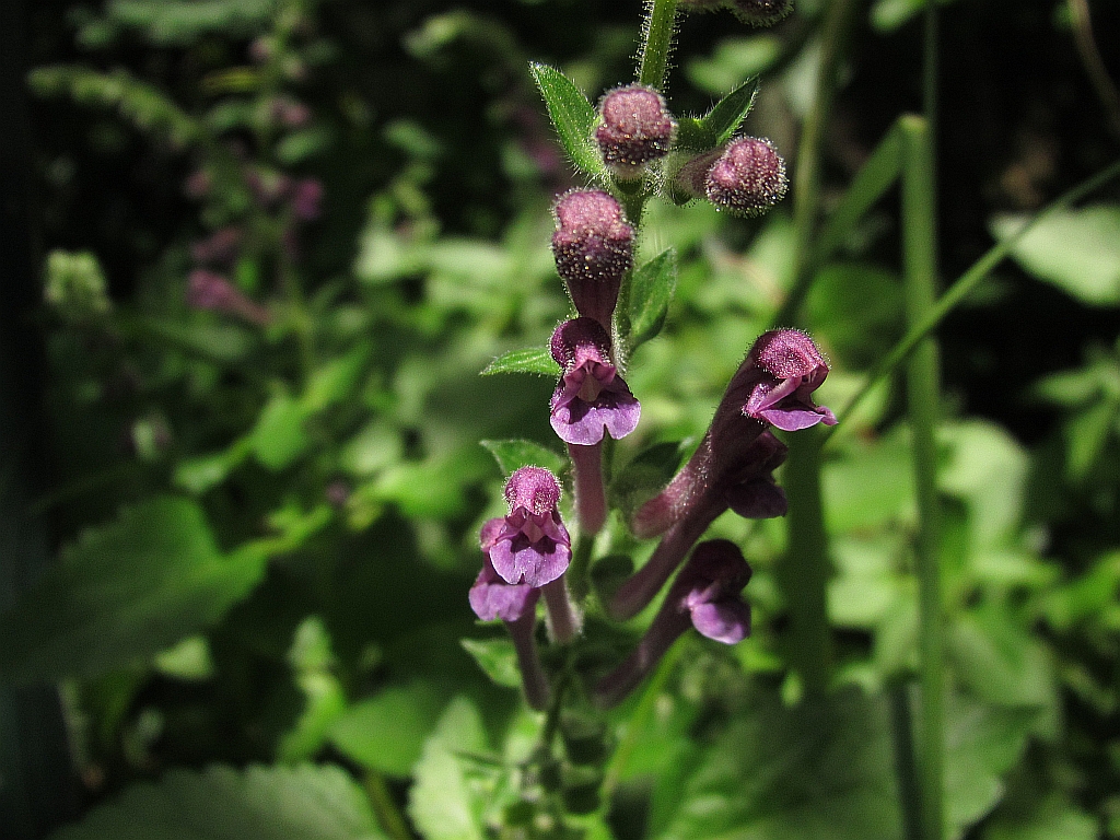 Scutellaria columnae (door Hanneke Waller)