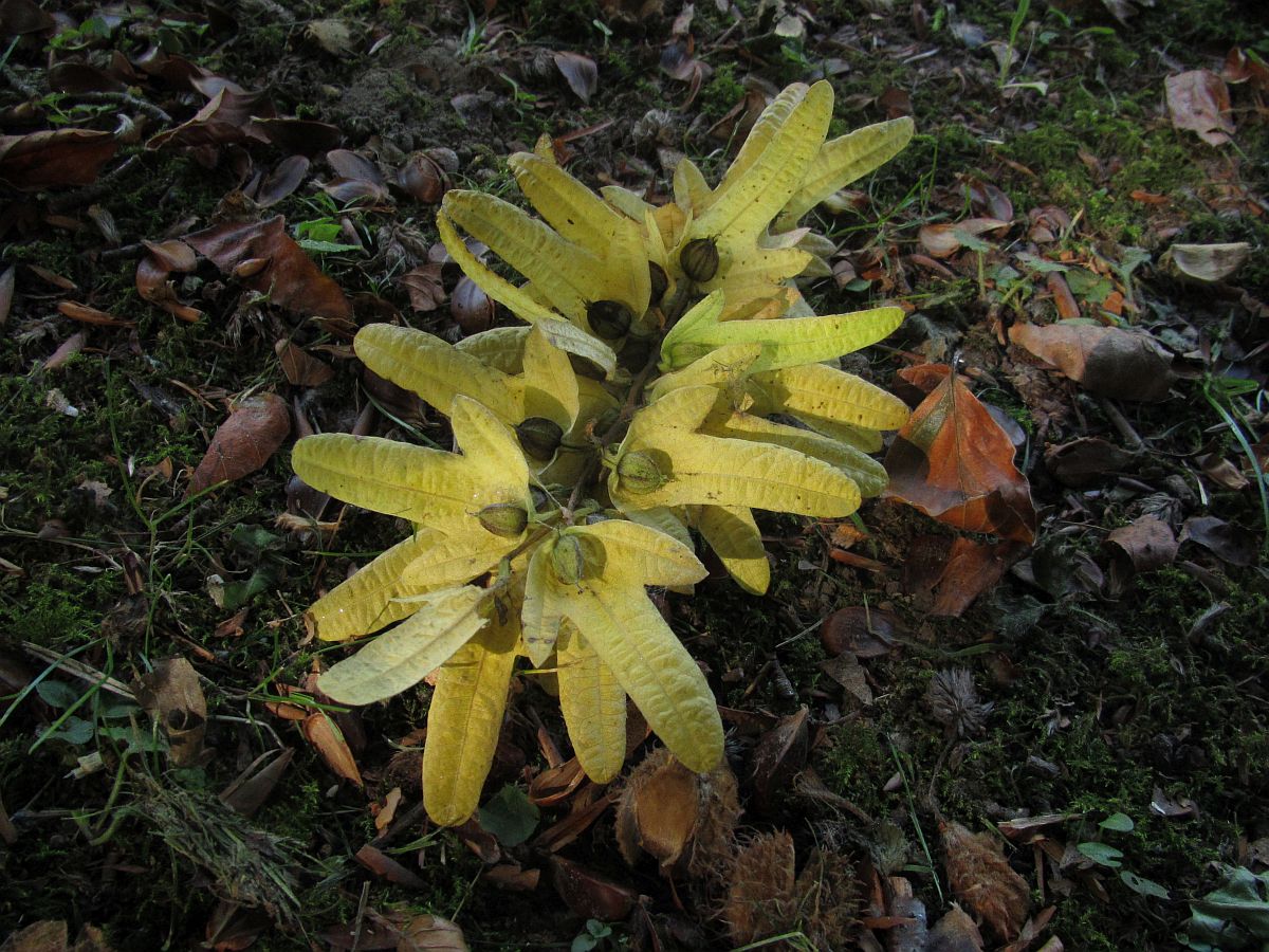 Carpinus betulus (door Hanneke Waller)