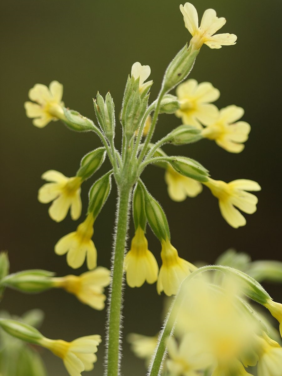 Primula elatior (door Hanneke Waller)