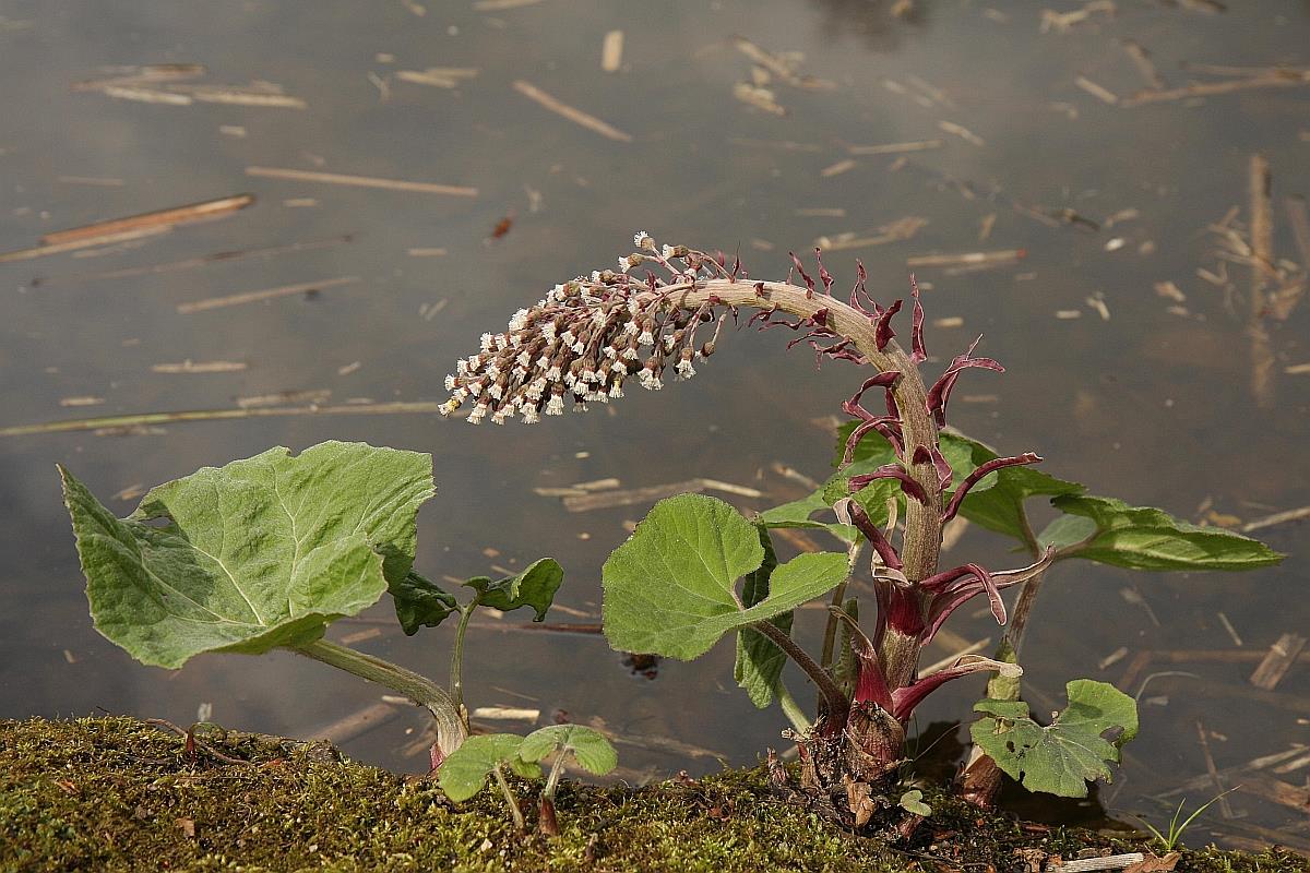 Petasites hybridus (door Hanneke Waller)