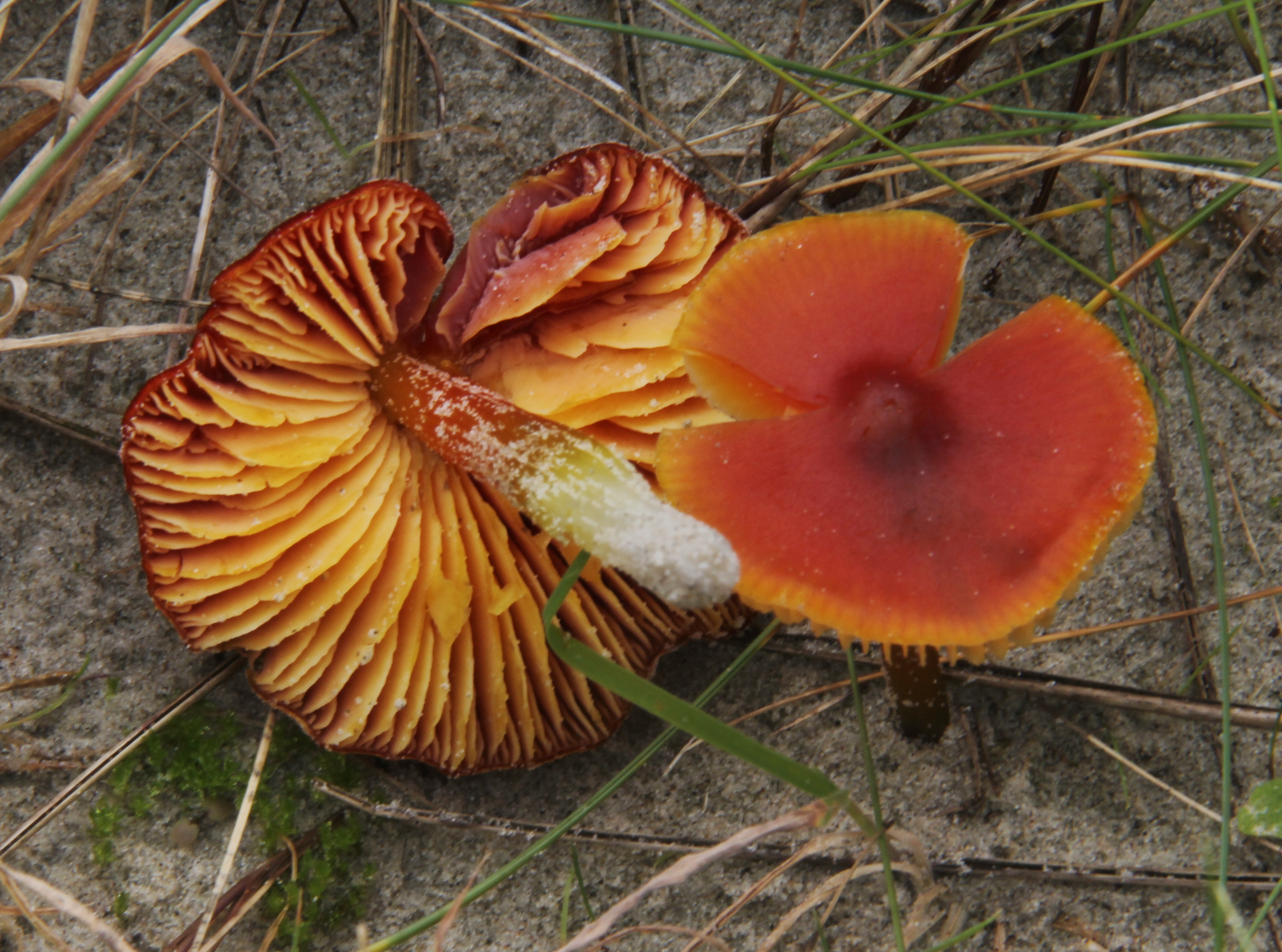 Hygrocybe conicoides (door Cora van der Plaats)