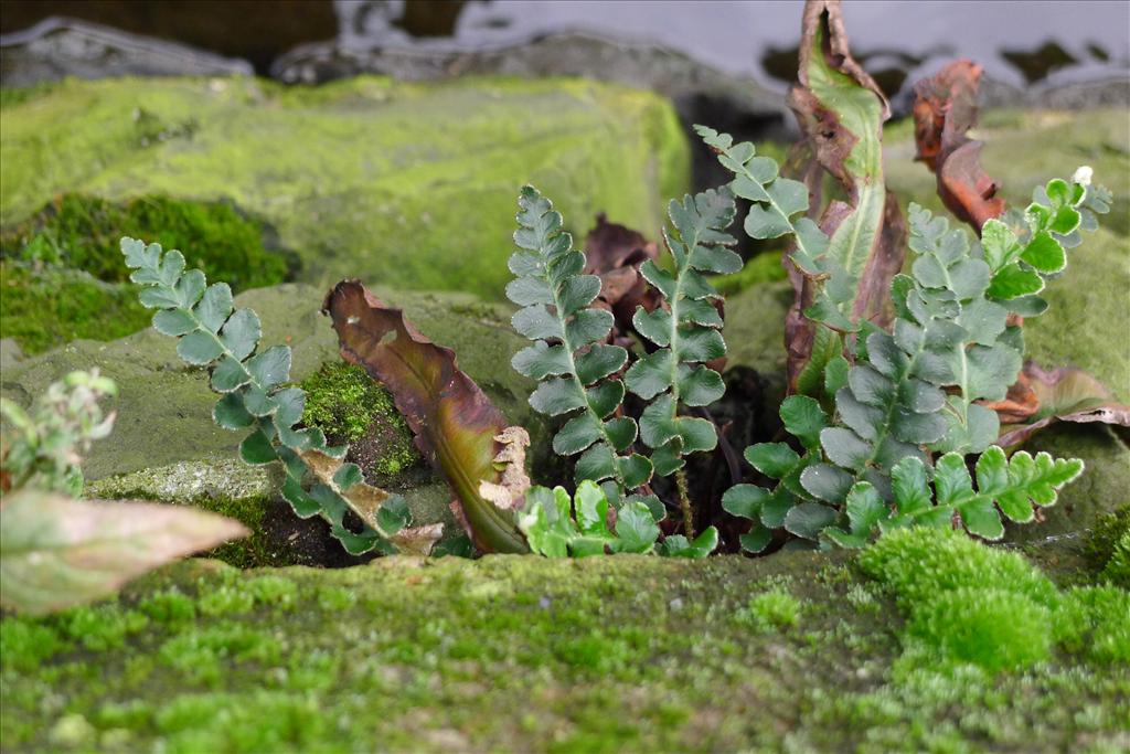 Asplenium ceterach (door Valentijn ten Hoopen)