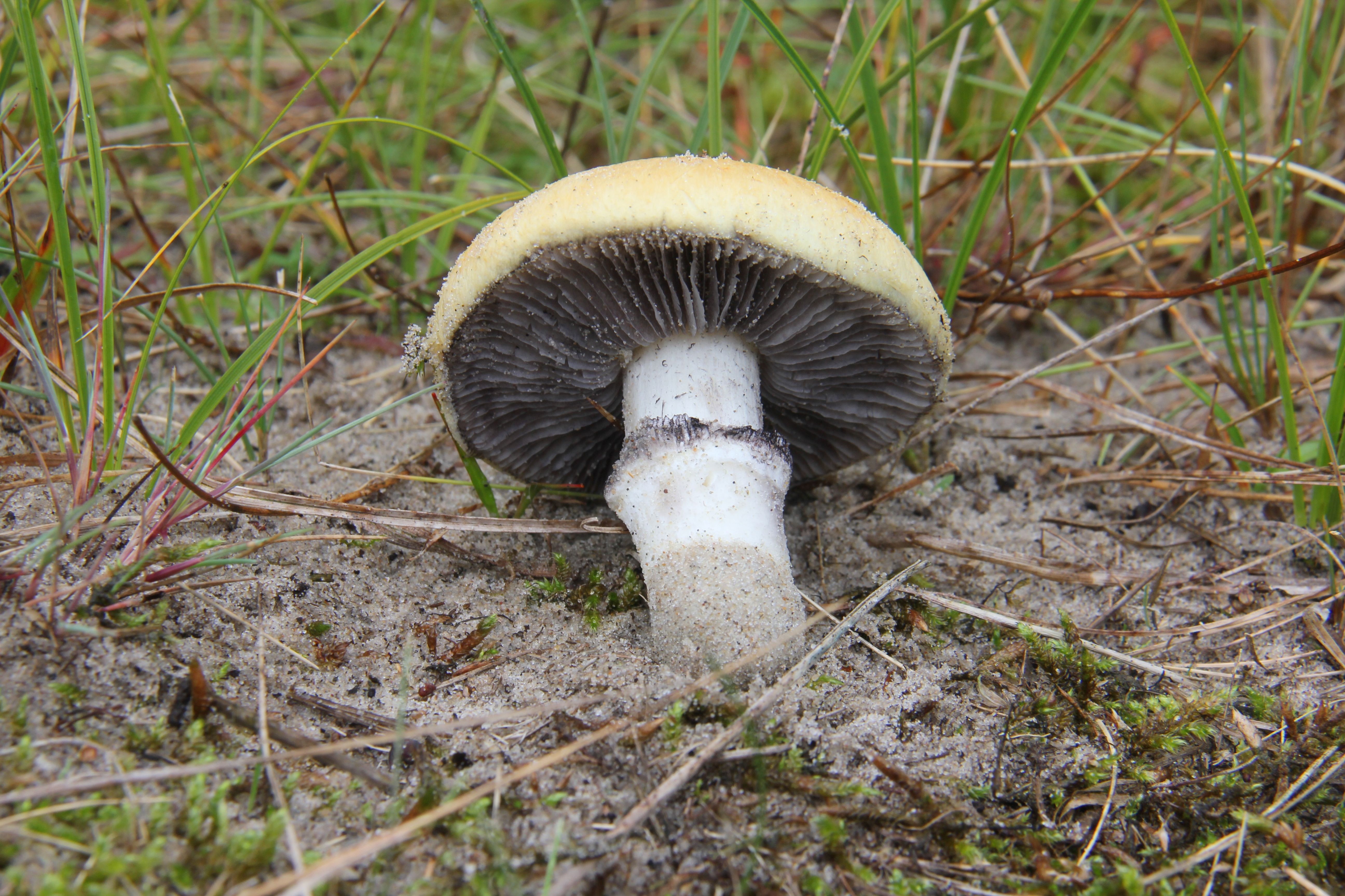 Stropharia halophila (door Cora van der Plaats)