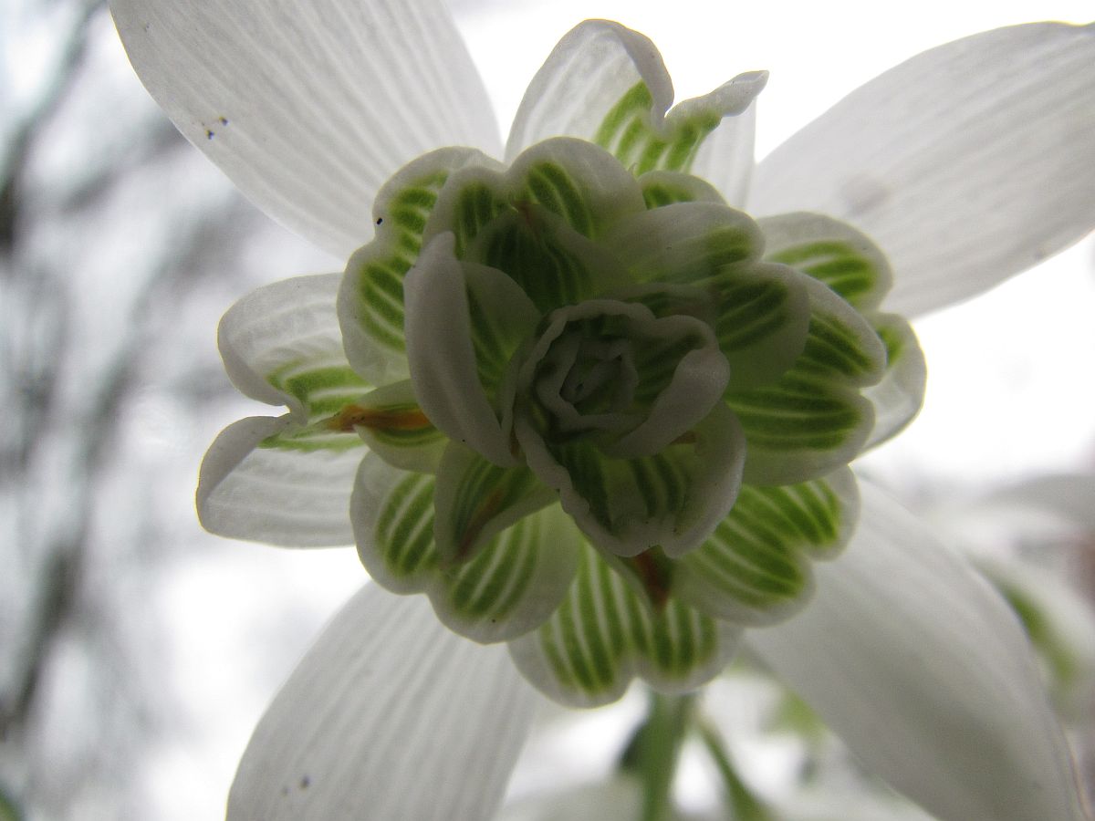 Galanthus nivalis f. pleniflorus (door Hanneke Waller)