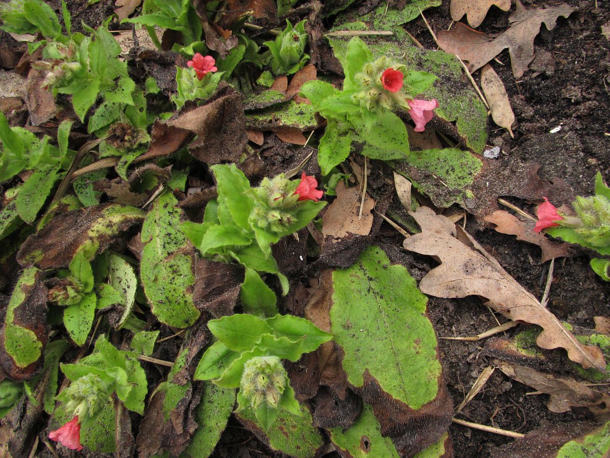 Pulmonaria rubra (door Hanneke Waller)