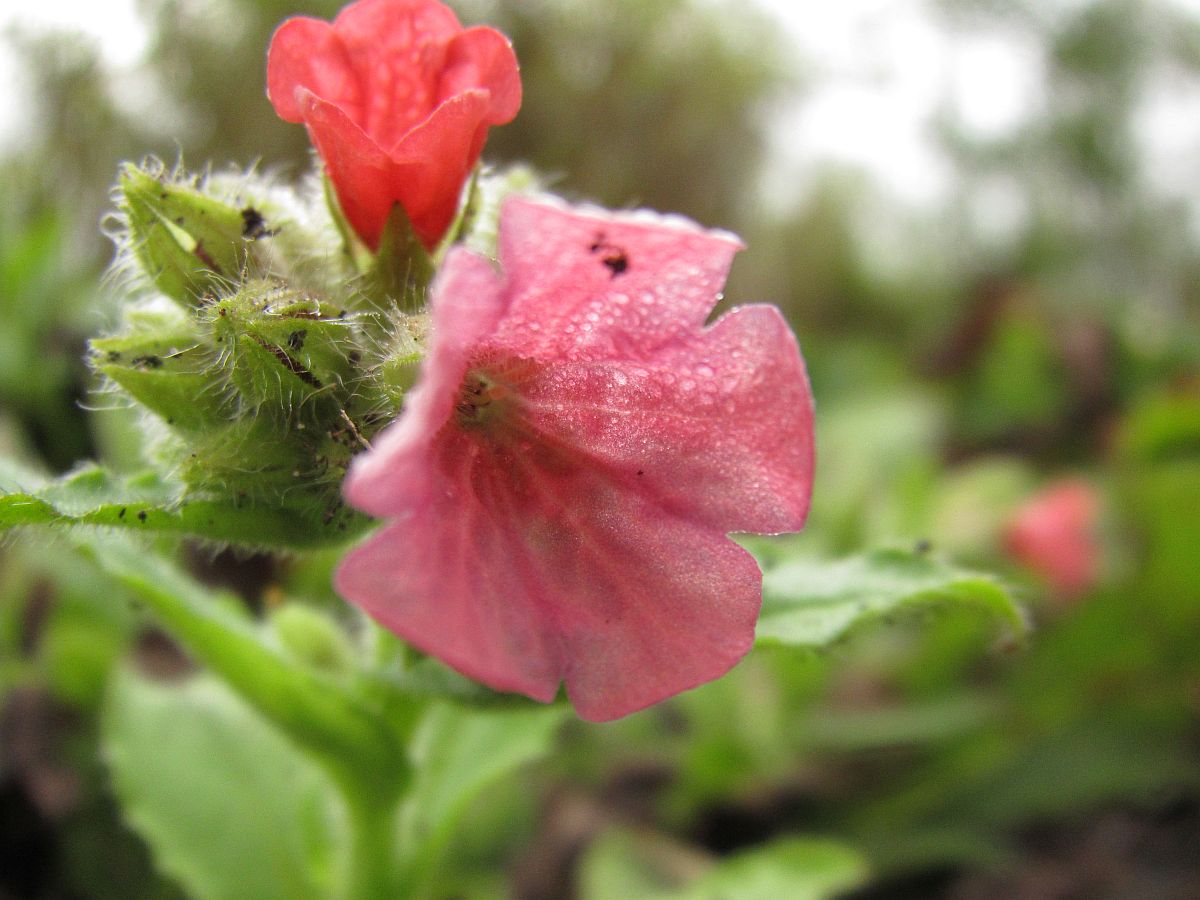 Pulmonaria rubra (door Hanneke Waller)