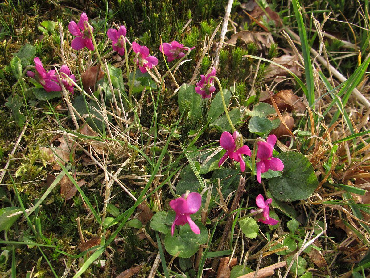 Viola odorata (door Hanneke Waller)