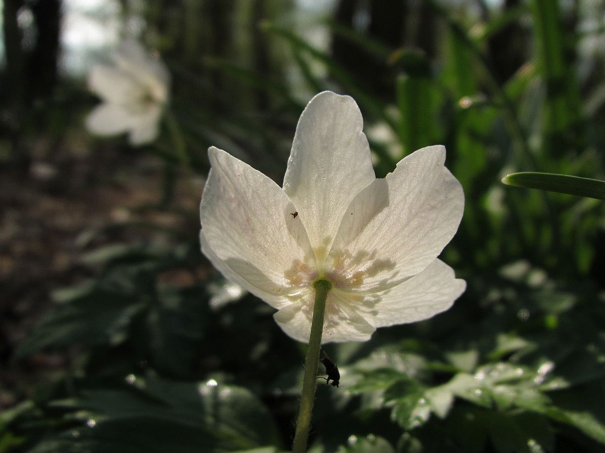 Anemone nemorosa (door Hanneke Waller)