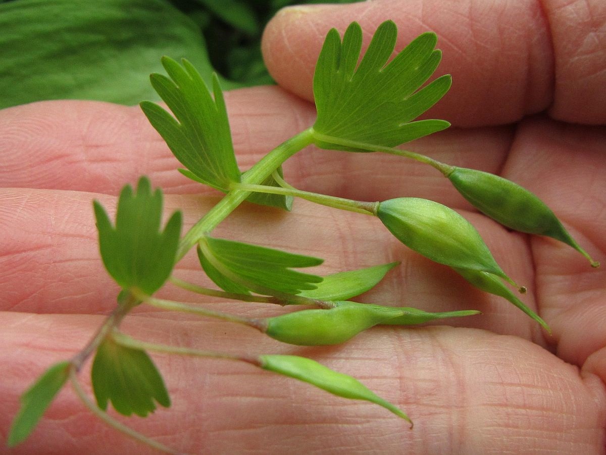 Corydalis solida (door Hanneke Waller)