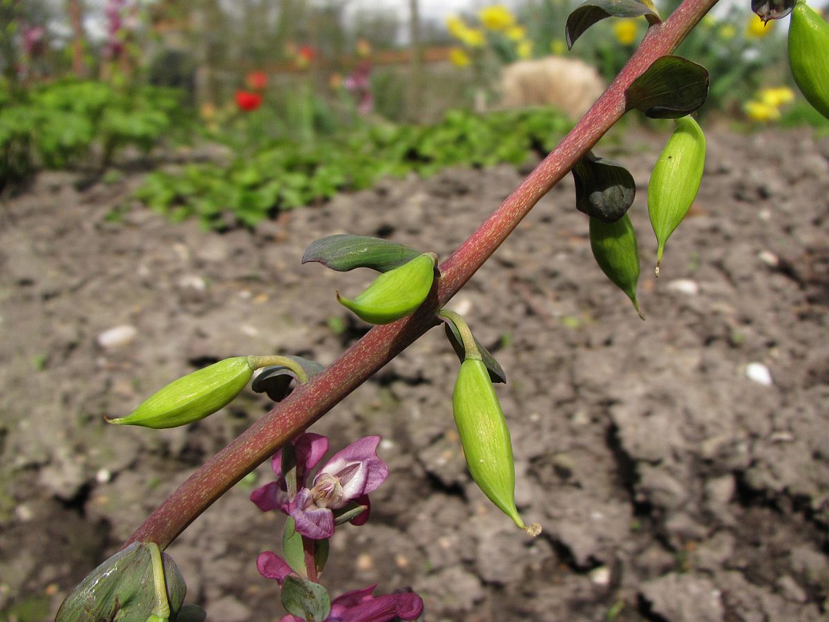 Corydalis cava (door Hanneke Waller)