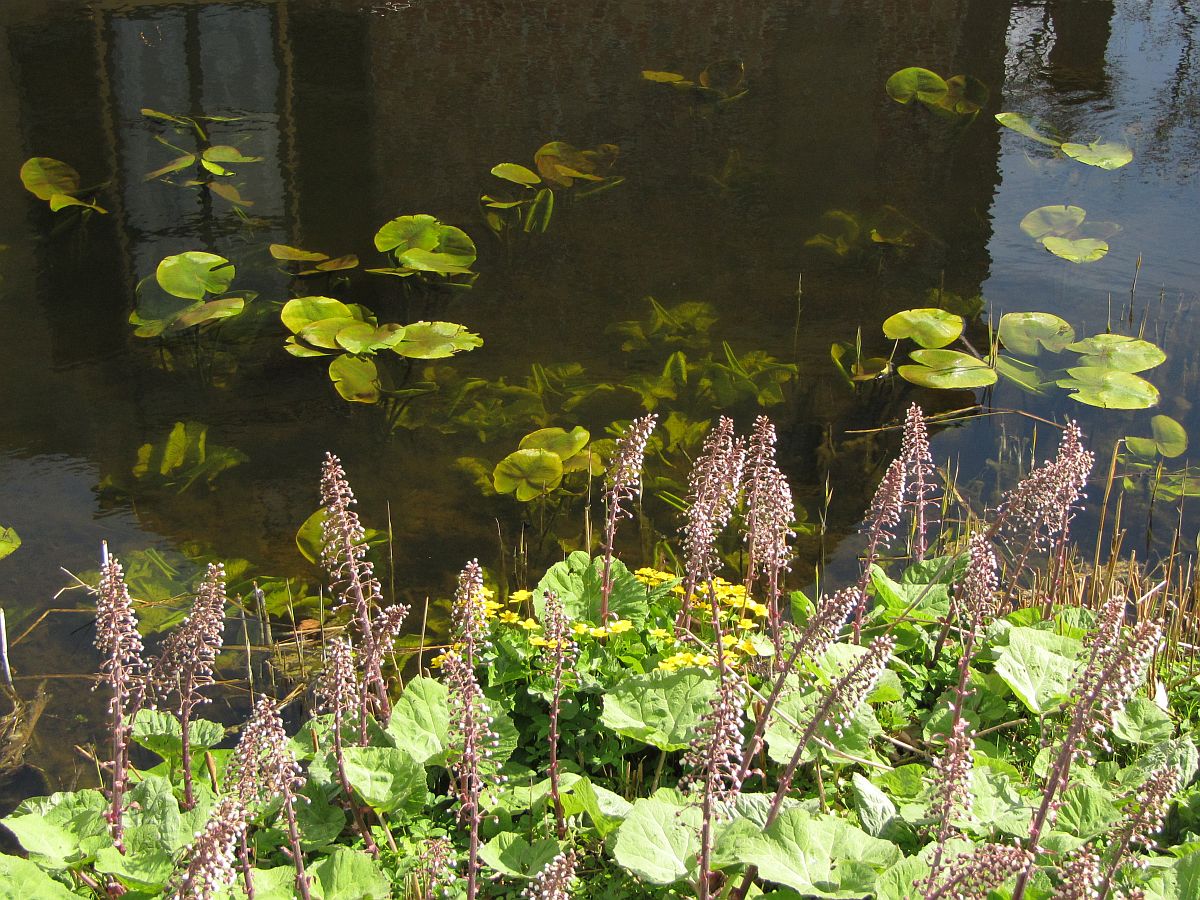 Nuphar lutea (door Hanneke Waller)