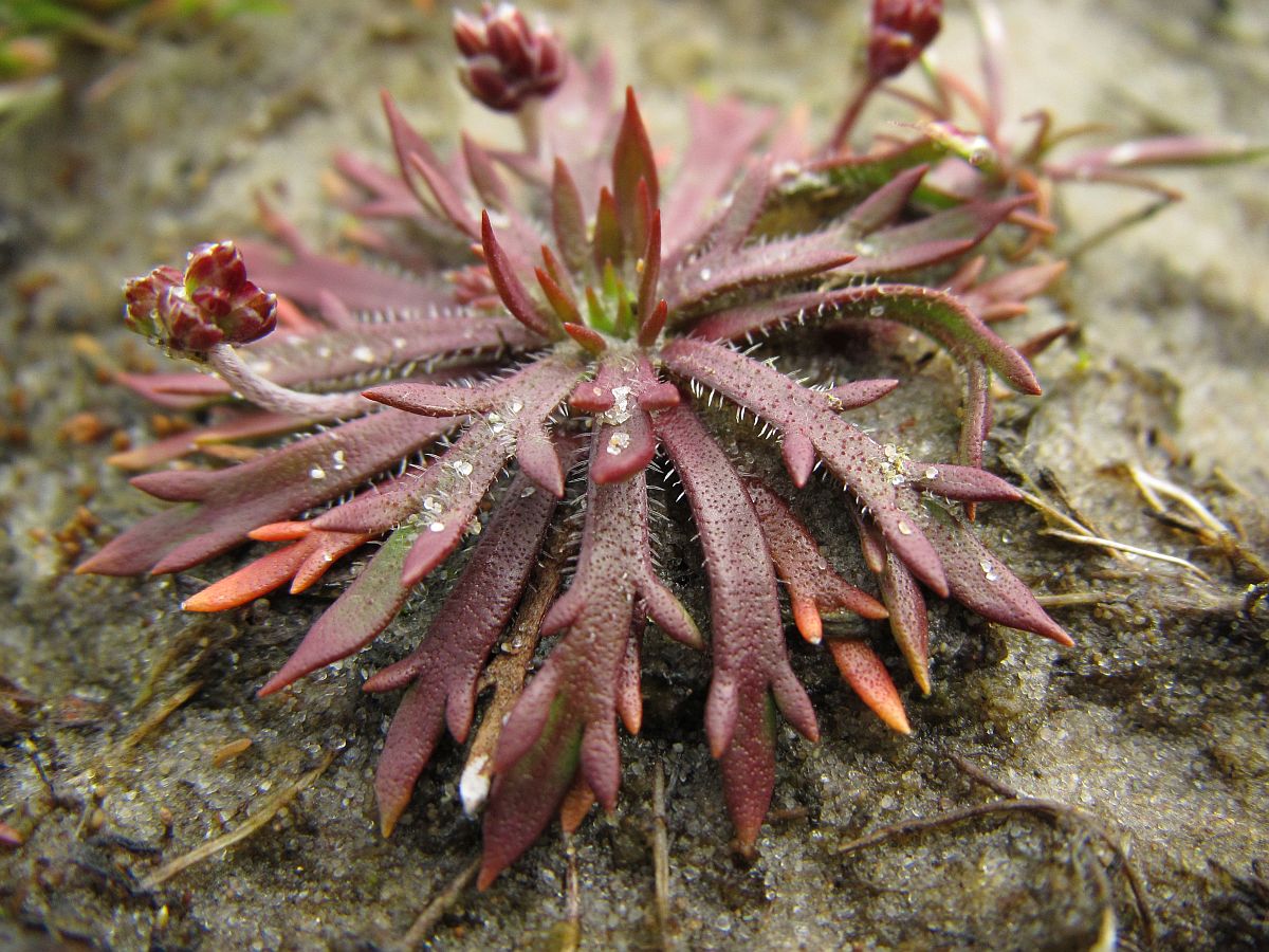 Plantago coronopus (door Hanneke Waller)