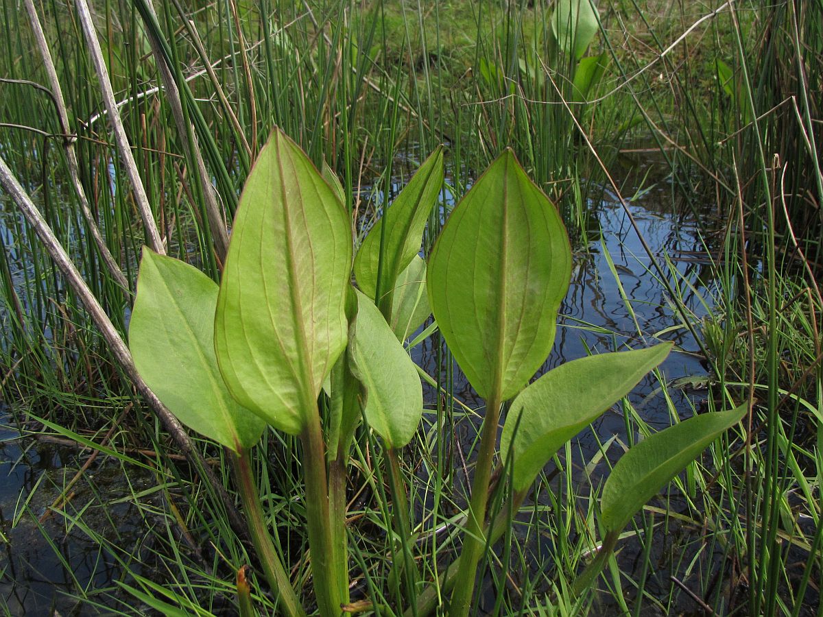 Alisma plantago-aquatica (door Hanneke Waller)