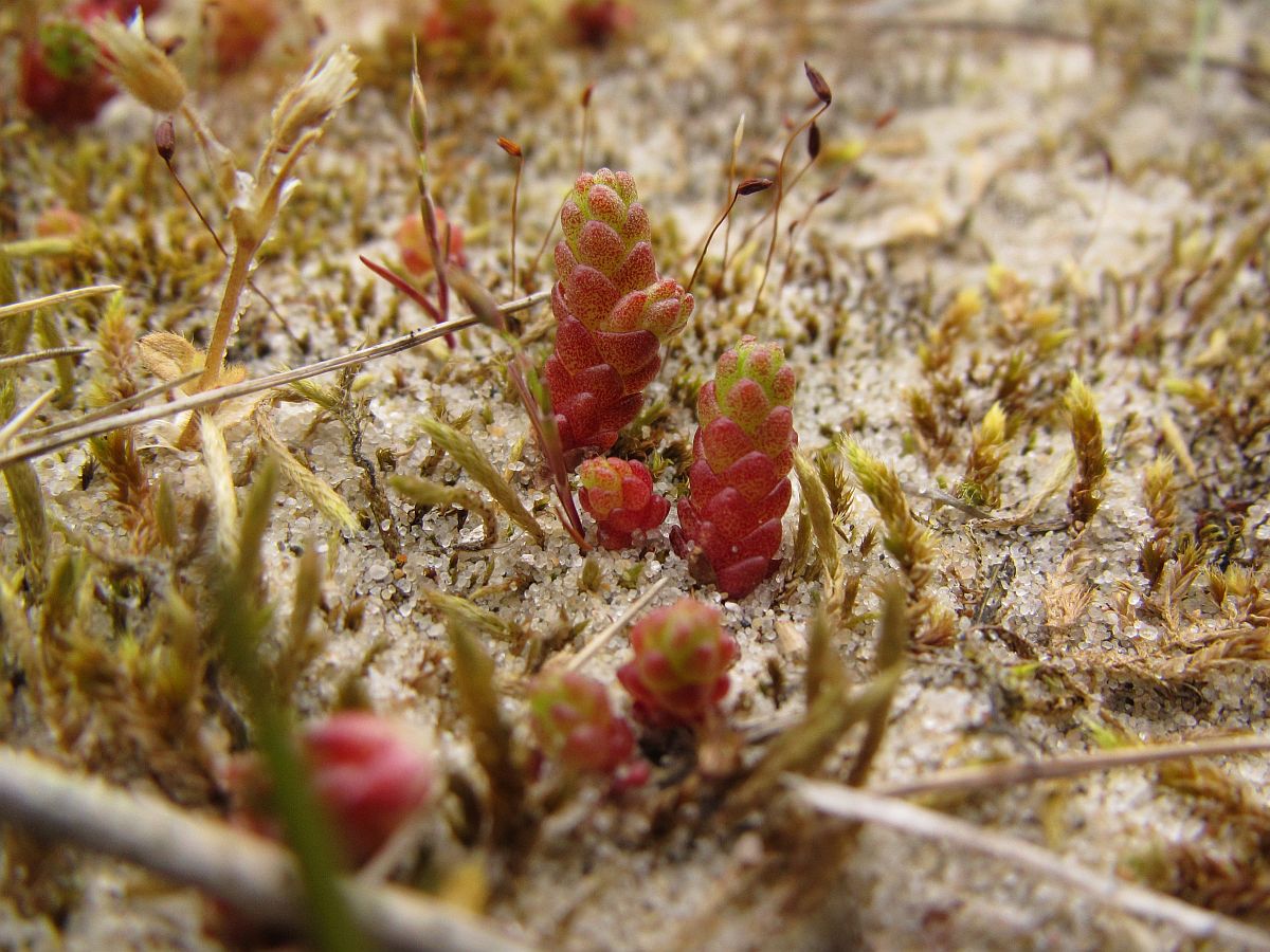 Sedum acre (door Hanneke Waller)