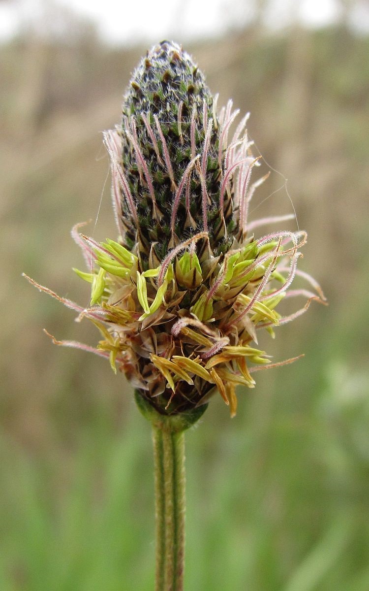 Plantago lanceolata (door Hanneke Waller)