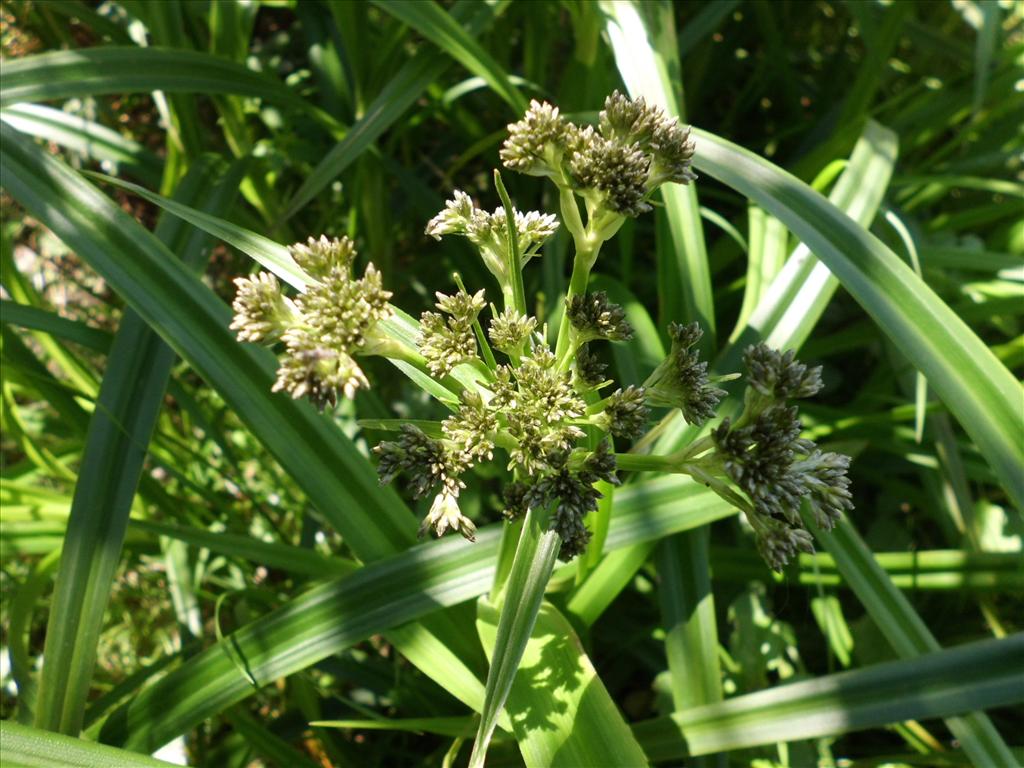 Scirpus sylvaticus (door Frank van Gessele)