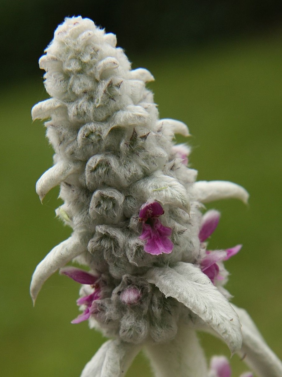 Stachys byzantina (door Hanneke Waller)