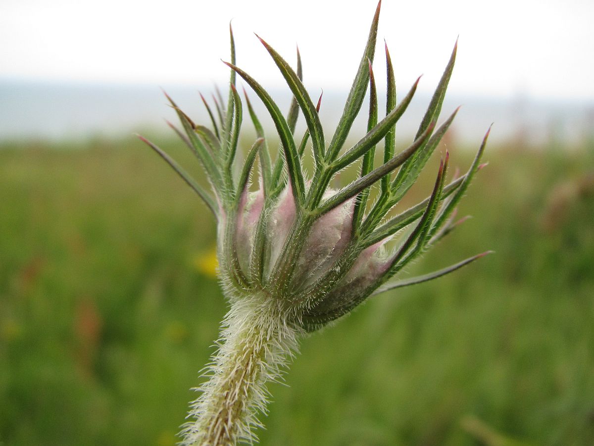 Daucus carota (door Hanneke Waller)