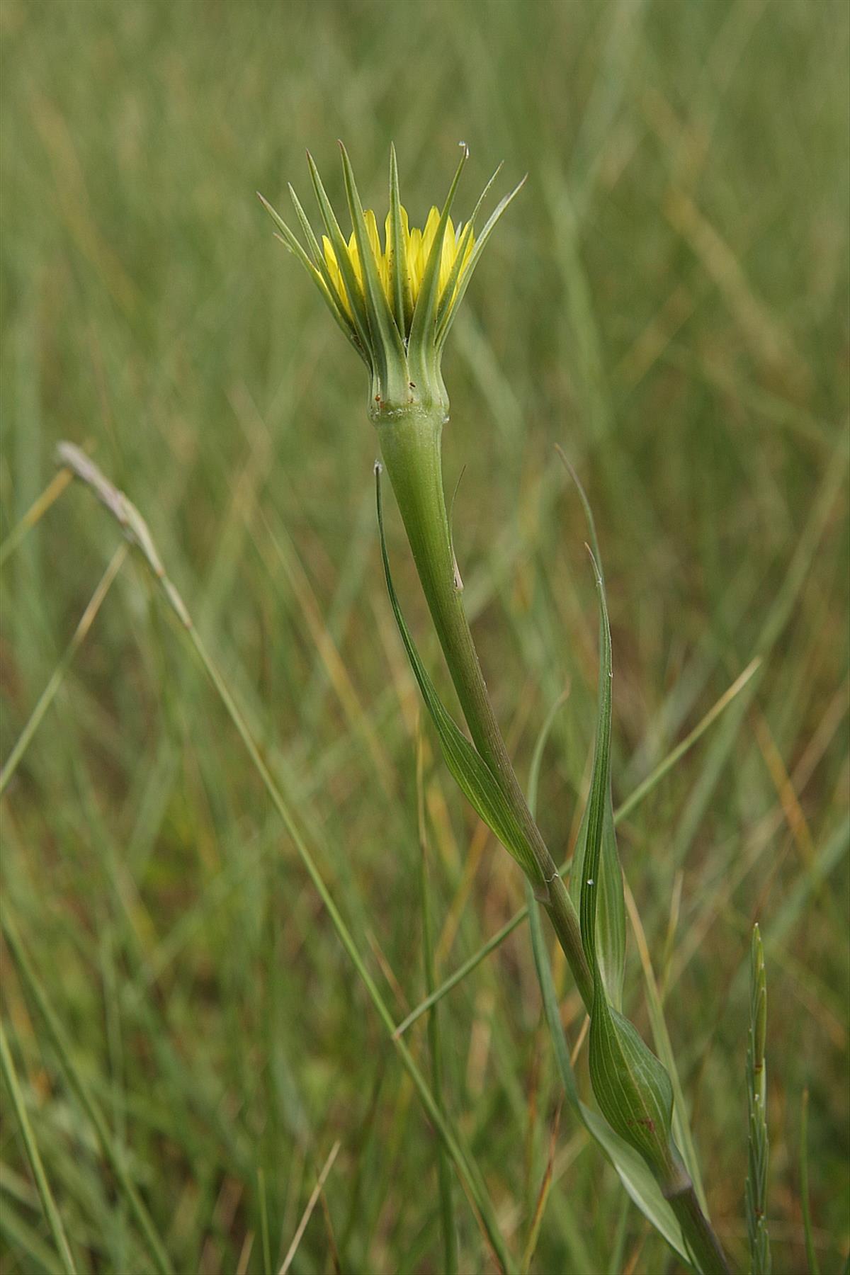 Tragopogon dubius (door Hanneke Waller)