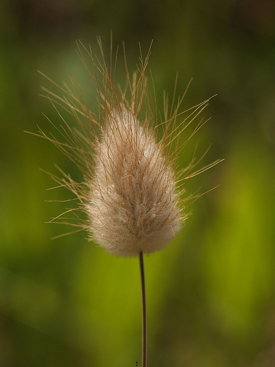 Lagurus ovatus (door Hanneke Waller)