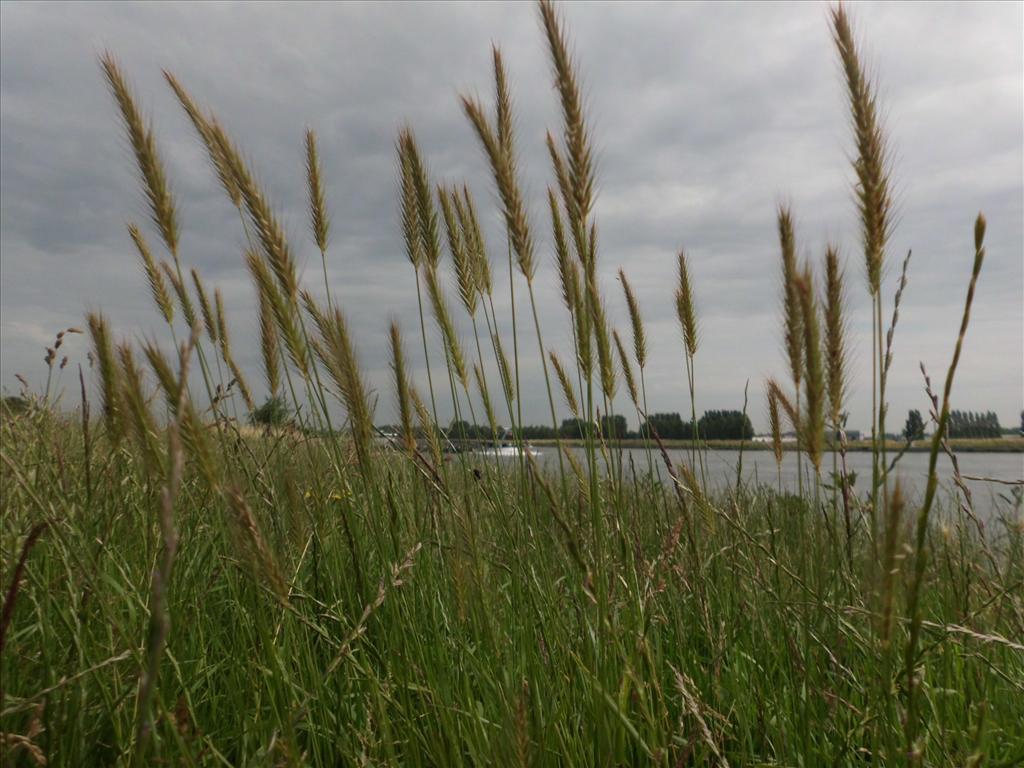 Hordeum secalinum (door Frank van Gessele)