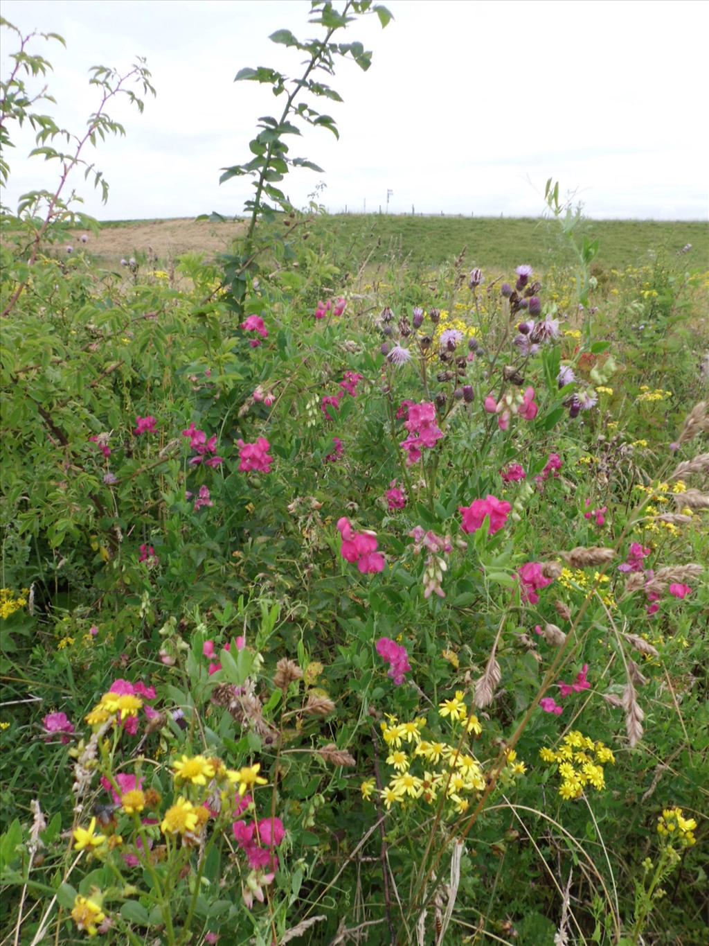 Lathyrus tuberosus (door Frank van Gessele)