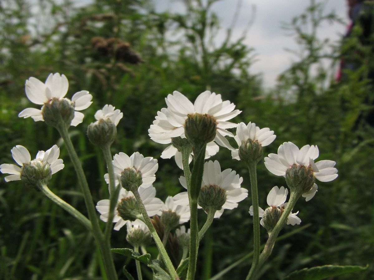 Achillea ptarmica (door Hanneke Waller)