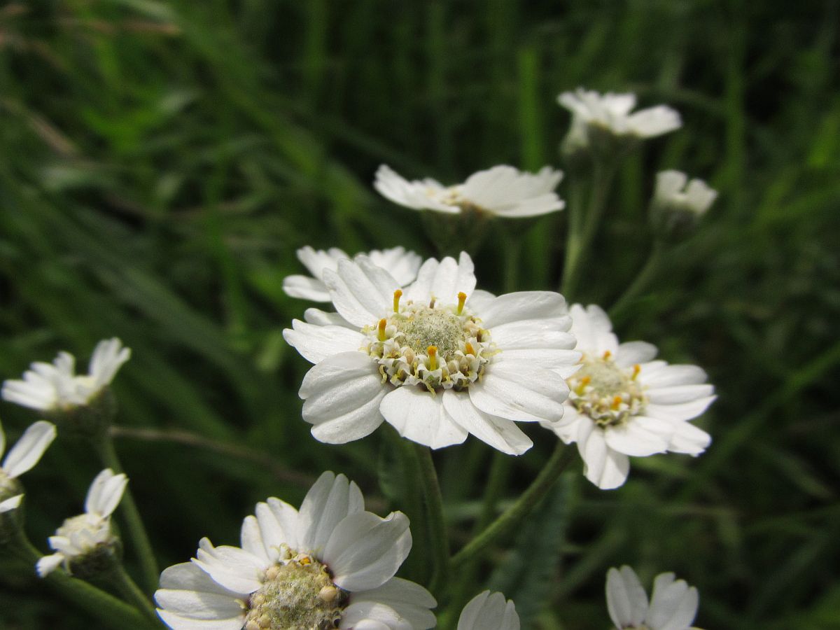 Achillea ptarmica (door Hanneke Waller)