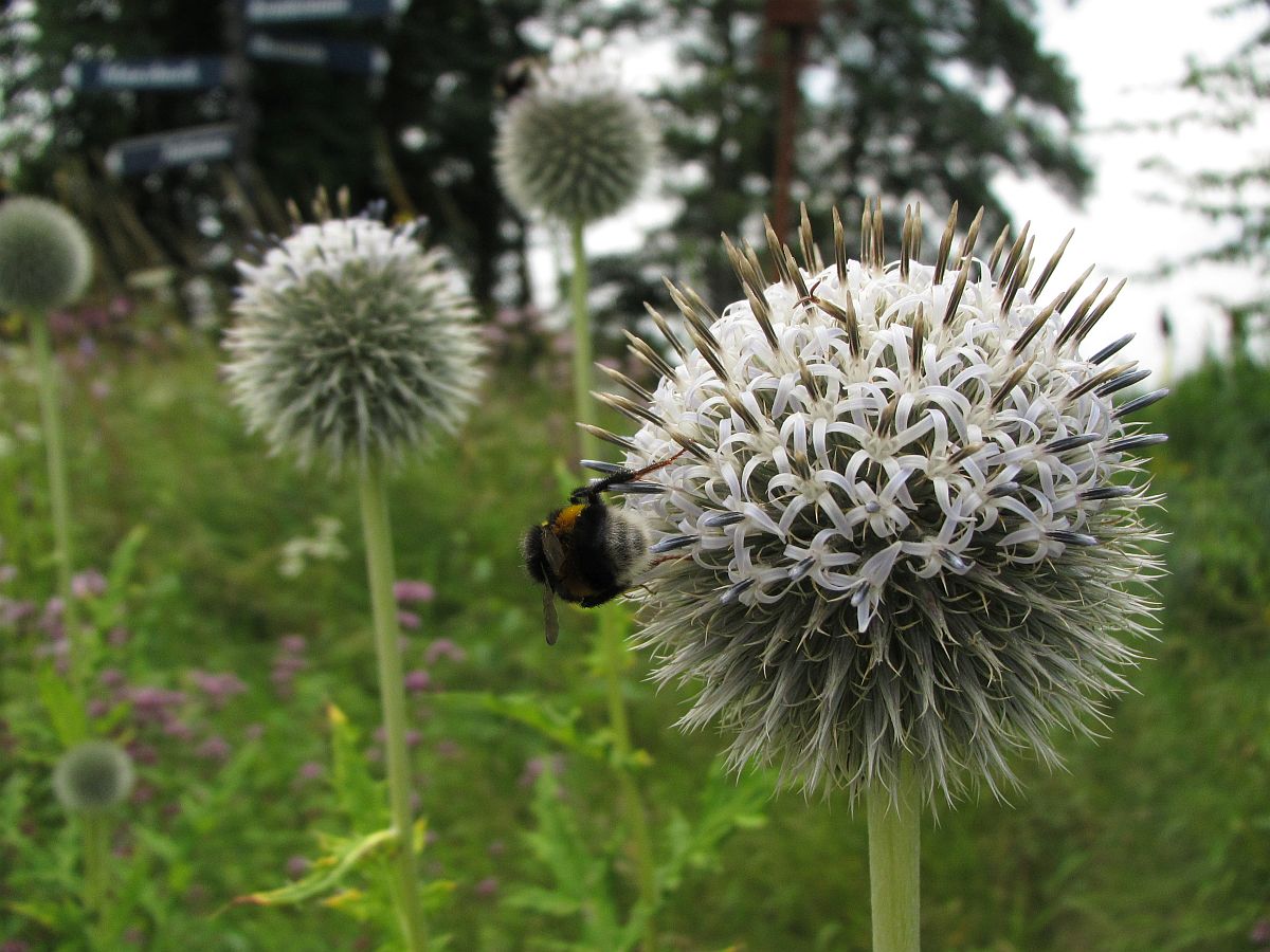 Echinops exaltatus (door Hanneke Waller)
