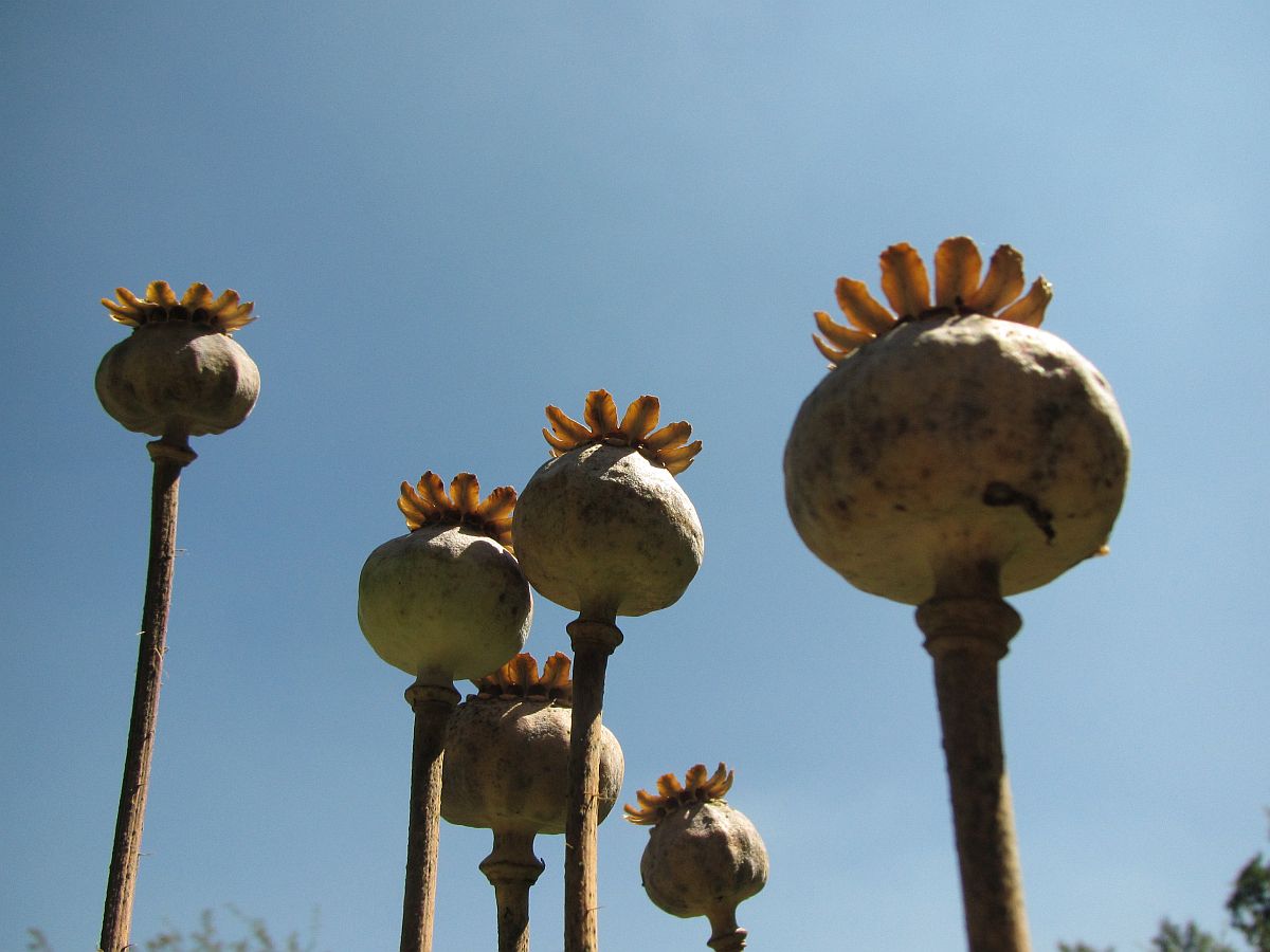 Papaver somniferum (door Hanneke Waller)