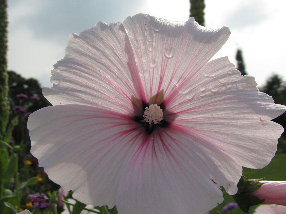 Malva trimestris (door Hanneke Waller)