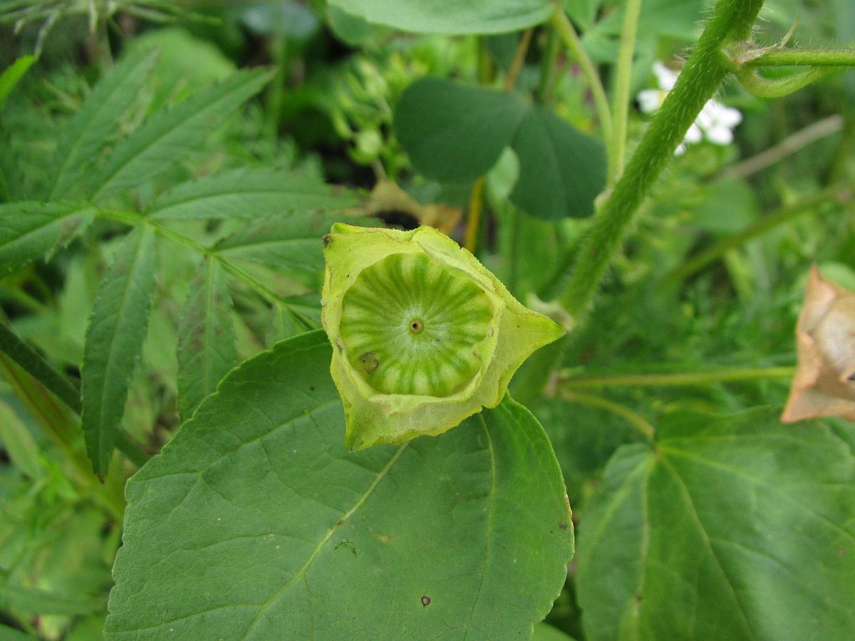 Malva trimestris (door Hanneke Waller)