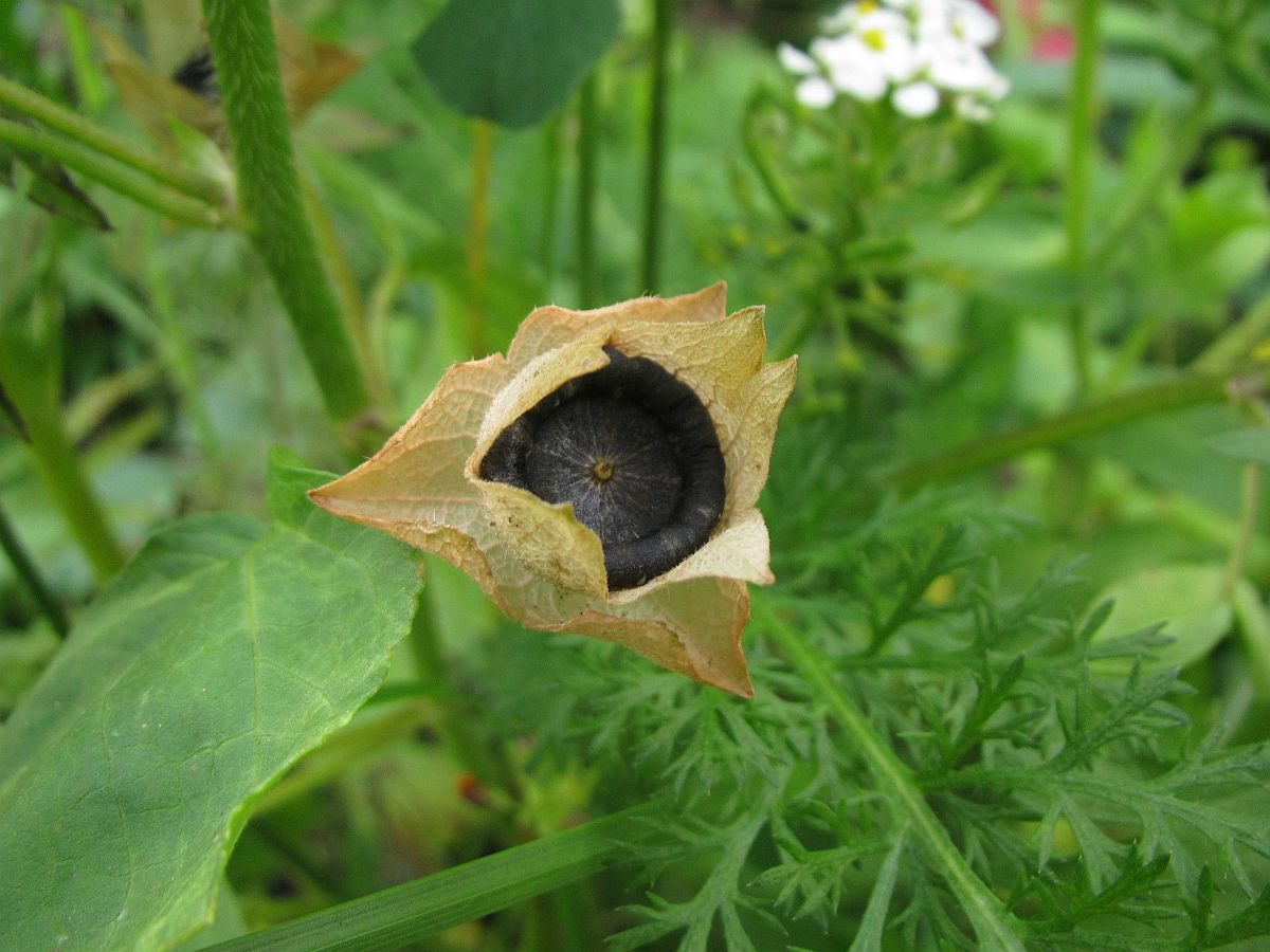 Malva trimestris (door Hanneke Waller)