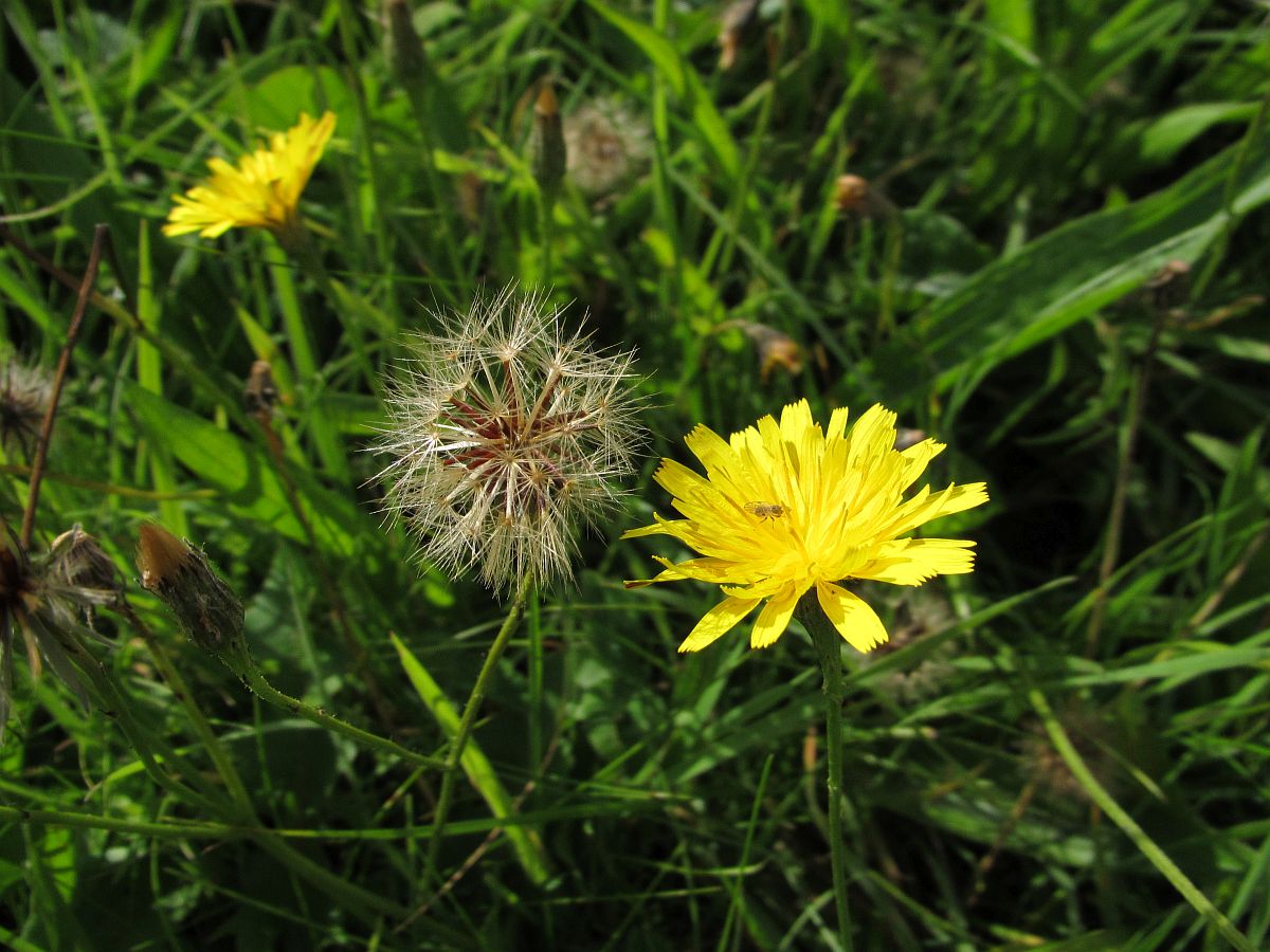 Scorzoneroides autumnalis (door Hanneke Waller)